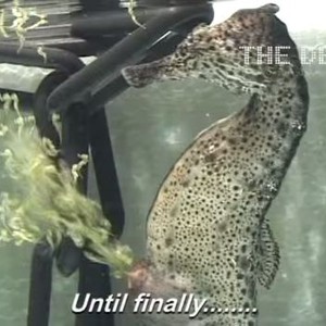 فرس البحر الكائن الحي الوحيد الذي تلد فيه الذكور شاهد الفيديو طقس العرب طقس العرب