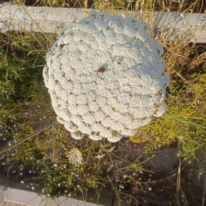 What is the khella plant?