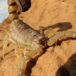 in a strange experience | A Saudi paralyzed a scorpion after pouring cold water on it! .. Watch the video