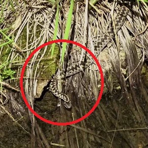 أمور يجب الانتباه لها مع طول وارتفاع الأعشاب والغطاء النباتي هذا الموسم