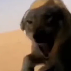 Video: Terrifying moment a ferocious wolf suddenly leaps into its pursuers&#39; car in Saudi Arabia