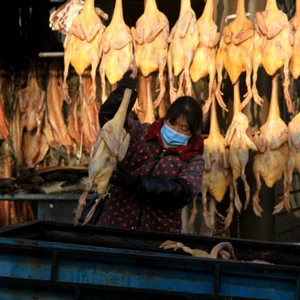 La Chine signale la première infection humaine confirmée par la grippe aviaire H10N3
