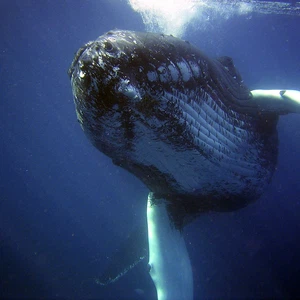 blue whale tongue