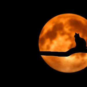Pour la première fois depuis l'année 2015 après JC | Une coïncidence attendue entre les deux phénomènes de l'éclipse lunaire et de la lune géante mercredi