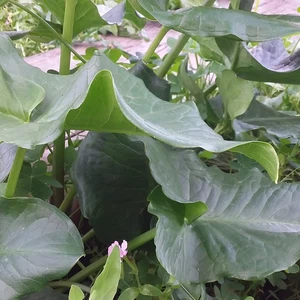 Découvrez la plante « Loof », qui est une plante annuelle printanière