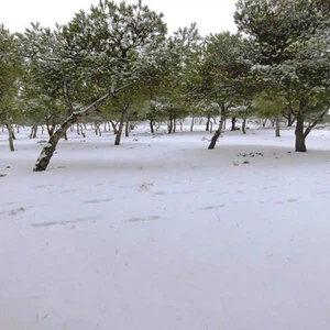 بالصور: الثلوج في الجزائر تغطي مناطق واسعة 