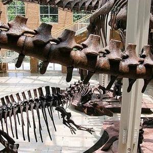 Are you looking for dinosaurs? These are the best museums that will take you into their world