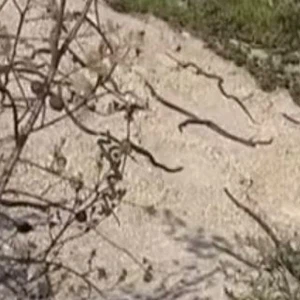 العثور على مئات الأفاعي تقضي السبات الشتوي في موقع انشاءات 