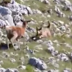 أنثى غزال تتصدى لذئب مفترس هاجم صغيرها 