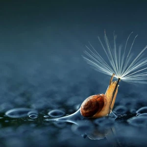 بالصور: كائنات حية تحمل المظلات تحت المطر 