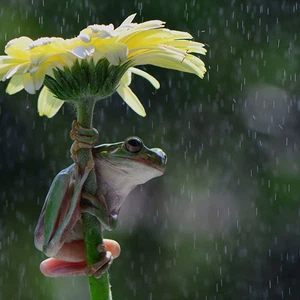 بالصور: كائنات حية تحمل المظلات تحت المطر 