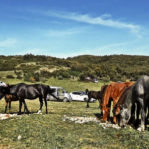 جبال الشريعة الجزائرية.. وجهتك للاستمتاع بالثلوج وغابات الأرز الأطلسي 