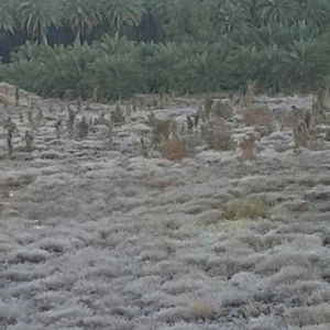 الصقيع في مزارع الغاط شمال غرب الرياض تصوير عبدالرحمن العمر
