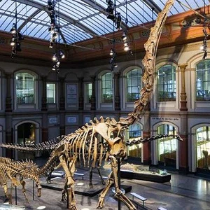 Vous cherchez des dinosaures ? Ce sont les meilleurs musées qui vous emmèneront dans leur monde