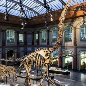 Are you looking for dinosaurs? These are the best museums that will take you into their world