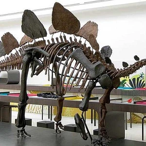 Are you looking for dinosaurs? These are the best museums that will take you into their world