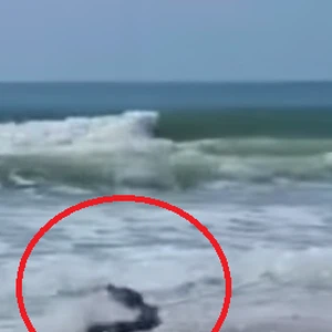 بالفيديو: تمساح يهاجم زوار أحد الشواطئ في أميركا