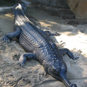 تمساح جافيال، من العائلة التمساحية يصل طوله إلى 6 امتار وتزن حوالي 160 كيلو جرام.