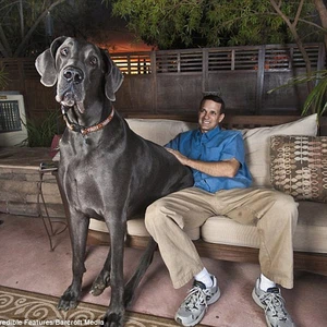 بالصور : وفاة أضخم كلب في العالم !