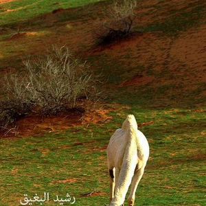 الجمال و الربيع في حائل