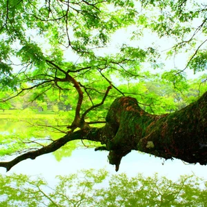 Taiping Lake Gardens, Malaysia