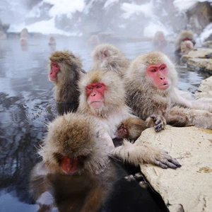 حديقة القردة والثلوج، اليابان