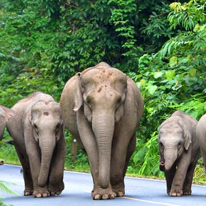 This is Khao Yai National Park, the most famous in Thailand