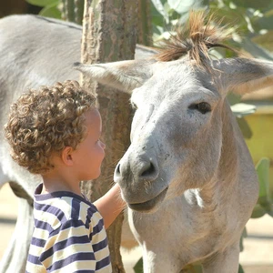 Great photos and reasons to travel to the Caribbean island of Aruba