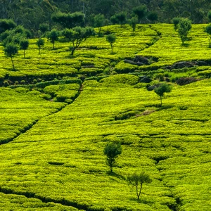 28 photos du Sri Lanka qui donnent envie d&#39;y aller