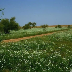 الربيع في الصمان 