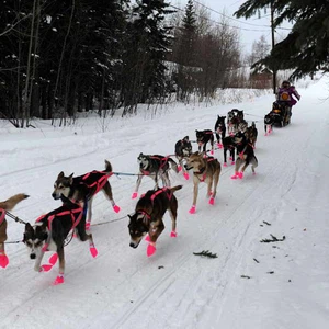 سباقات الكلاب على طريق ايديتارود، ألاسكا