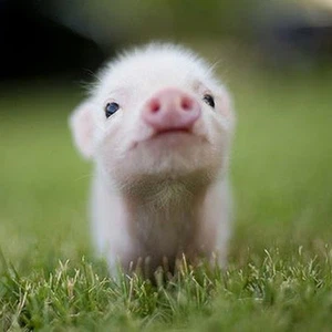 صغير الخنزير 
