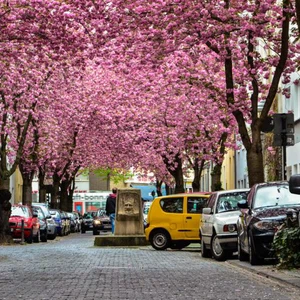 Pictures .. the German city of Bonn, you should visit it