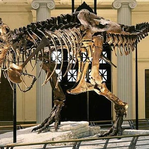 Are you looking for dinosaurs? These are the best museums that will take you into their world