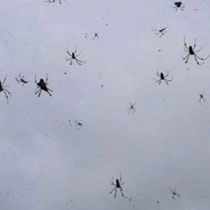 التغيرات المناخية وراء "هجرة العناكب مع الهواء" في أستراليا 