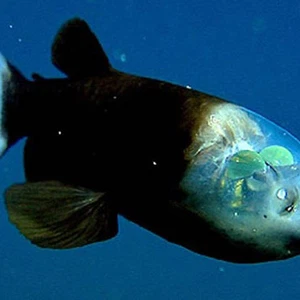 السمكة ذات الرأس الشفاف أو عيون البرميل ، اكتشفت لأول مرة عام 1939، وتتميز برأسها الشفاف.