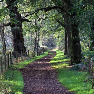 En images : les plus belles forêts du monde