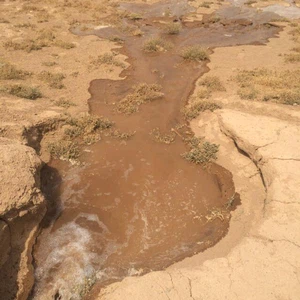 غرب الضميرية والشغايا - المدينة المنورة  قروب عرق الشمال عبر ماجد مرزوق