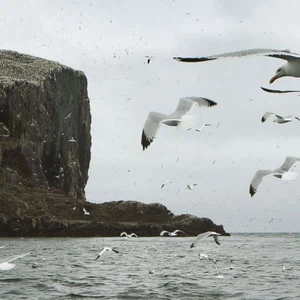 بالصور: مشهد نادر من داخل أكبر مستعمرة للطيور البحرية في العالم