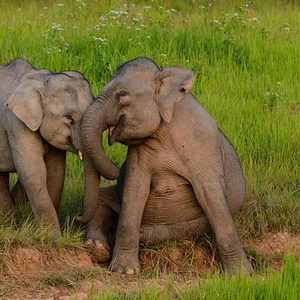 This is Khao Yai National Park, the most famous in Thailand