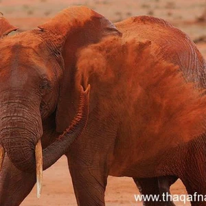 بالصور : هل سَمِعتَ عن الفيل الأحمر من قبل ؟