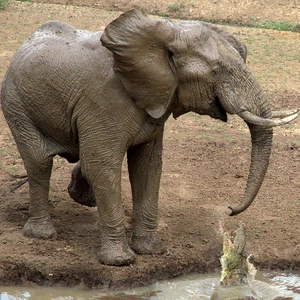 بالصور : شاهد كيف منع التمساح الفيل الصغير من أن يروي ظمأه ! 
