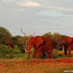 بالصور : هل سَمِعتَ عن الفيل الأحمر من قبل ؟