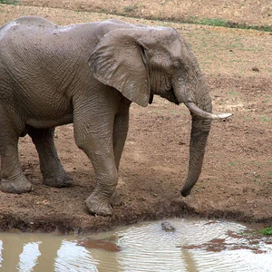 بالصور : شاهد كيف منع التمساح الفيل الصغير من أن يروي ظمأه ! 