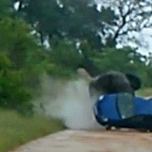 بالفيديو : فيل هائج يهاجم سيارة بعُنف في أحد محميّات جنوب افريقيا ! 