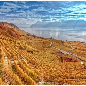 Charming vineyards in Lofou, Switzerland