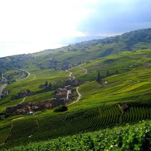 Charmants vignobles à Lofou, Suisse