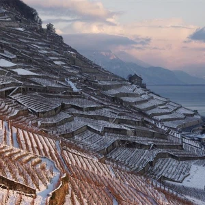 Charming vineyards in Lofou, Switzerland