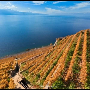 Charmants vignobles à Lofou, Suisse