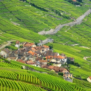 Charmants vignobles à Lofou, Suisse